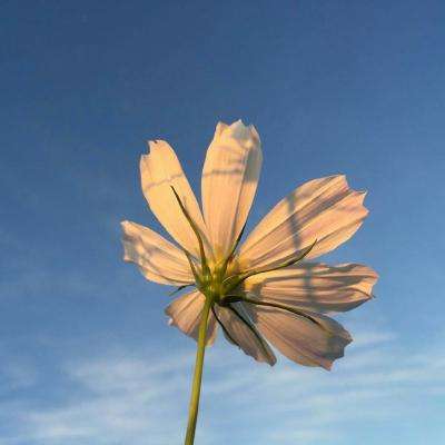 幸运彩票app下载苹果